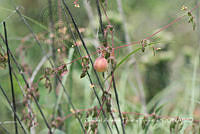 ZAPF0509 Cardiospermum corindum.jpg