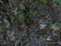 OOG0514 Theraphosidae.jpg