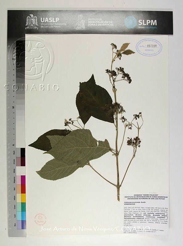 JAdNV0447%20Callicarpa%20acuminata.JPG.rif6if3zMQkvuyFjQA3g0JtbmFja29CbnFuZ3NAbXJ6LGtwZwA.GwJKldpTfP