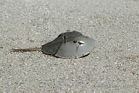 EOS02 Limulus polyphemus.jpg