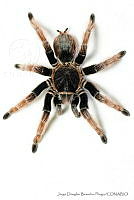 JDBP0078 Brachypelma klaasi.jpg