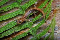 VHJA 0007 Pseudoeurycea juarezi.jpg