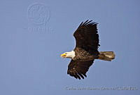 CNS1330 Haliaeetus leucocephalus.jpg