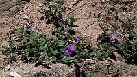 JJSE0018 Allionia incarnata.JPG