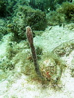 NE018 0575 Niphates erecta.jpg