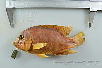 SGQ0846 Herichthys deppii.jpg