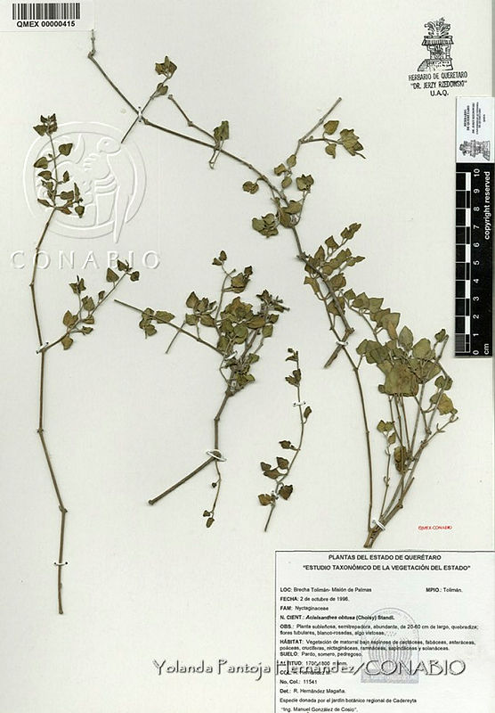 YPH0042%20Acleisanthes%20obtusa.jpg.rieOpuT1MQVXF81hQA3g0JtbmFja29CbnFuZ3NAbXJ6LGtwZwA.E0oaJ9kk1e
