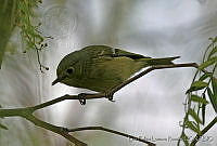 LFLR0075 Regulus calendula.jpg