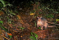 ILT0018 Dasypus novemcinctus.jpg