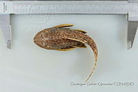 SGQ2463 Pterygoplichthys disjunctivus.jpg
