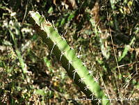 MEGA 0076 Acanthocereus tetragonus.JPG