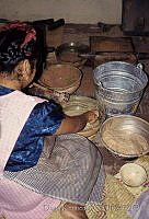 DK0995 Theobroma cacao.jpg