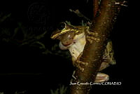 JCC0398 Smilisca baudinii.JPG