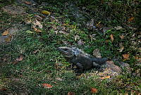 FBA0651 Ctenosaura similis.jpg