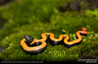 Culebra de Collar.jpg