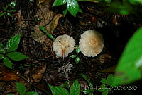 DK0781 Fungi.jpg