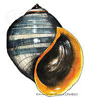 RAA1000 Pomacea flagellata.jpg