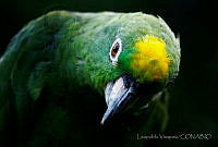 LV0054 Amazona auropalliata.jpg
