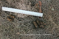 HVBR0003 Urocyon cinereoargenteus ssp. orinomus.JPG