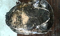 NE017 229 Dermatemys mawii.jpg