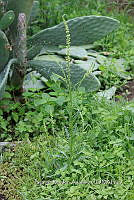 SG002 0092 Reseda luteola.jpg