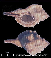 KT014 0635 Vokesimurex rubidus.JPG