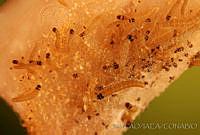 OIEA0023 Cactoblastis cactorum.jpg