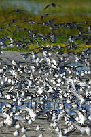 VOAP0012 Calidris mauri.jpg