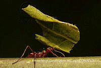 MN6PG0186 Atta cephalotes.jpg