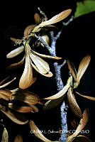 JF078 0702 Tetrapterys seleriana.jpg