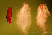 OIEA0020 Cactoblastis cactorum.jpg