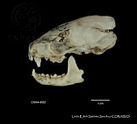 LESS 0377 Spilogale p. Angustrifons.JPG