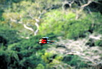 GC0070 Ara macao.jpg