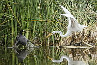 MASM07789 Ardea alba.jpg
