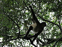 TDJOM009 Ateles geoffroyi.jpg