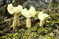 3255 Helvella crispa.jpg