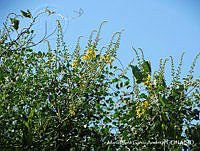 MEGA 0065 Caesalpinia cacalaco.JPG