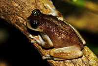 EGP0081 Plectrohyla sp..jpg