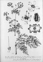 3035 Conium maculatum.jpg