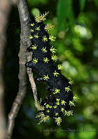 CROO06 Leucanella sp..jpg