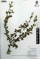 YPH0176 Amelanchier denticulata.jpg