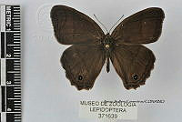 JF018 0506 Cissia similis.jpg