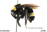 ME006 Abejas 0037 Bombus  medius Cresson, 1864.jpg