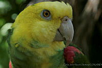 CNS0017 Amazona oratrix.jpg
