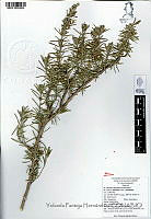 YPH3478 Rosmarinus officinalis.jpg