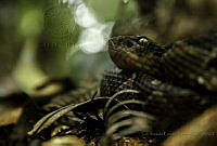 LAEC02 Cerrophidion petlalcalensis.jpg