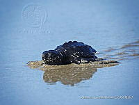 NBA 242 Lepidochelys olivacea.jpg