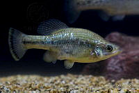 IMDOC2250 Ameca splendens.jpg