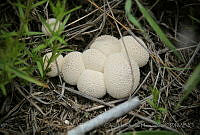 CHH0086 Fungi.jpg