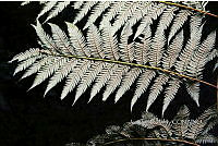 Zongo 0030 Lophosoria quadripinnata.jpg